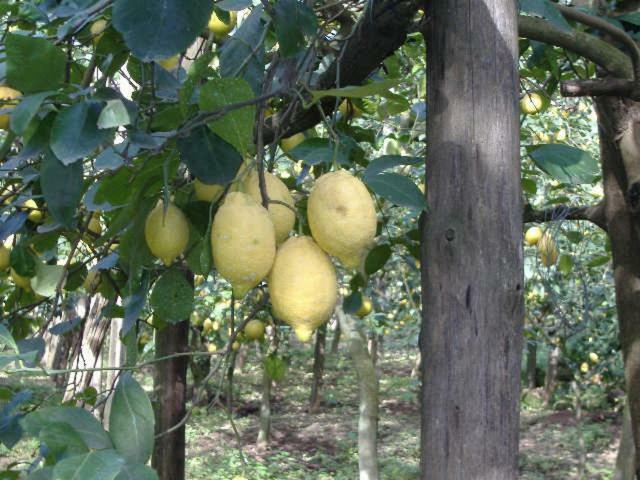 פיאנו די סורנטו Azienda Agricola Veniero מראה חיצוני תמונה